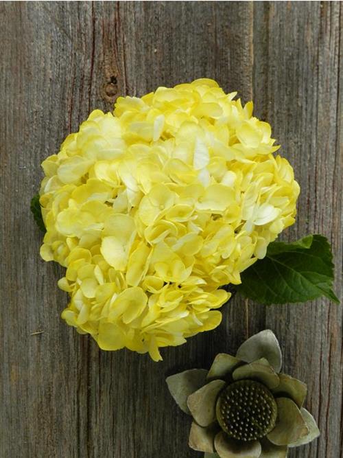 PAINTED YELLOW #16 TINTED HYDRANGEAS